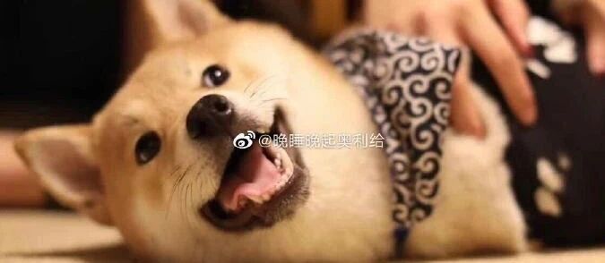 柴犬走失后，主人在一摊红肉里验出了芯片，崩溃...