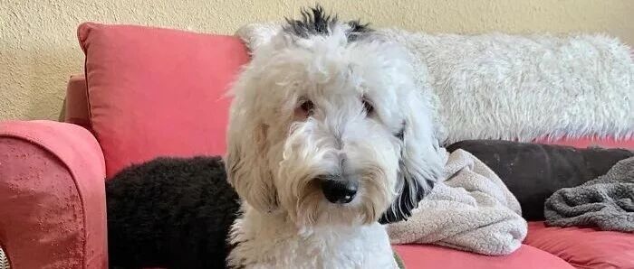 这只会“说话”的狗子火了，惊呆无数网友：请赶紧送它上大学！