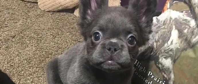 厉害了！法斗肉身挡刀，斗牛梗击溃悍匪，俩忠犬拯救了一家五口！