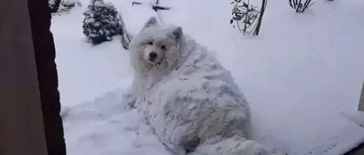 狗狗睡雪地被质疑虐狗？铲屎官哭了：其实是它虐我！