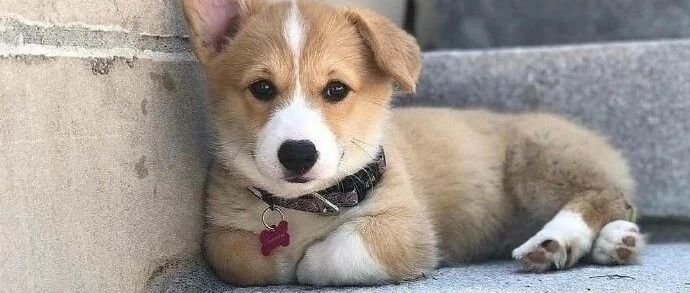 “学什么不好，非要学柯基？！”