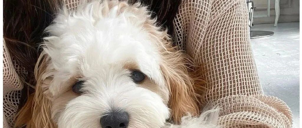 当网红狗长时间不洗澡...哈哈哈哈哈哈哈哈哈哈这也太潦草了！