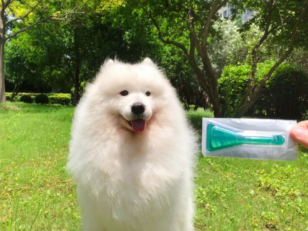 導盲犬因太皮被開除後，它叼起最愛的玩偶，來了一場說走就走的旅行！ 寵物 第18張