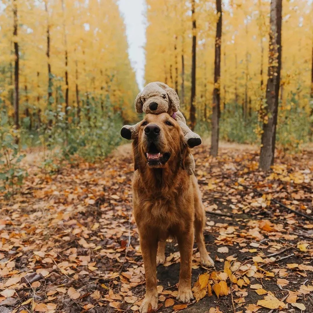 導盲犬因太皮被開除後，它叼起最愛的玩偶，來了一場說走就走的旅行！ 寵物 第9張