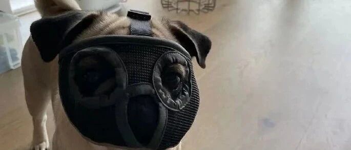 坐飞机的狗狗有多可爱？