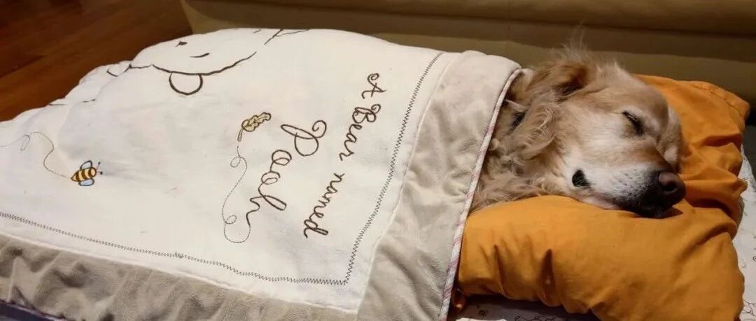 嘴上说不养狗的老爸，却每晚偷偷溜进房间，只为了帮狗子...