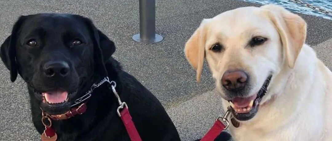 “我家服务犬平时要打两份工...”得知原因后，网友都被可爱到了！