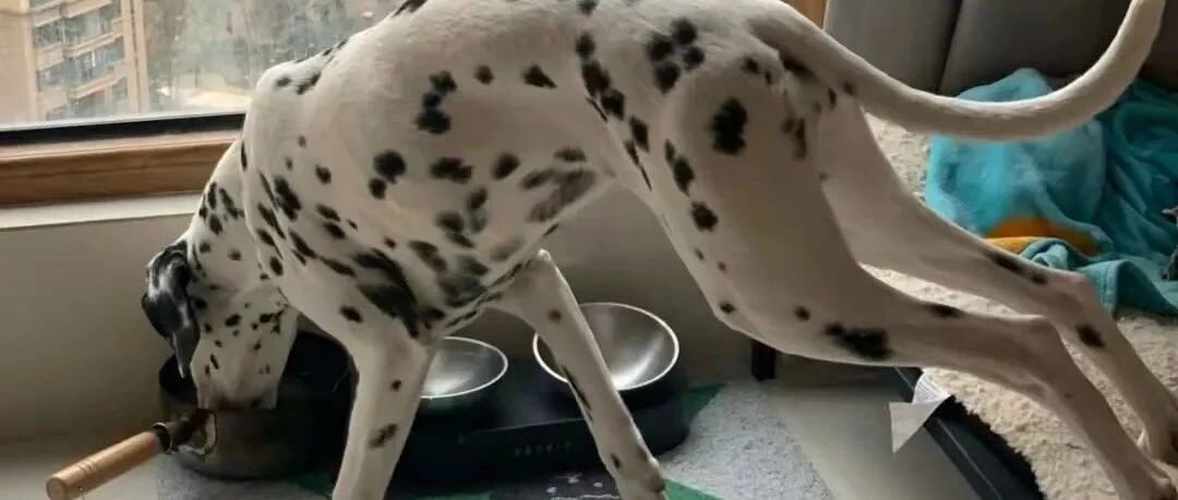 “救命，我家狗狗居然因为太懒火了...”