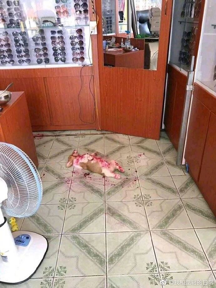 进店发现柯基倒在了血泊中，走进才发现，这货才