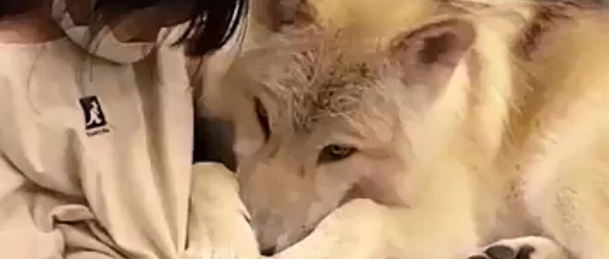 小主人受伤，帅气大狼狗撒娇安慰，画面却吓坏网友：这可是狼啊！