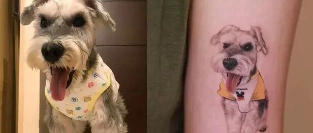 18岁爱犬离开后，主人把它永远留在了它“最爱躺的地方”...