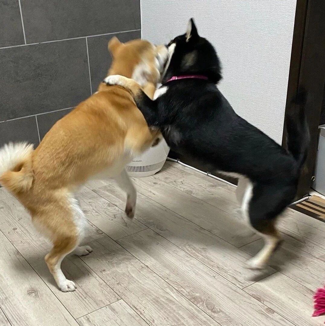 主人晒俩柴柴相亲相爱的日常...可看到最后笑喷了！