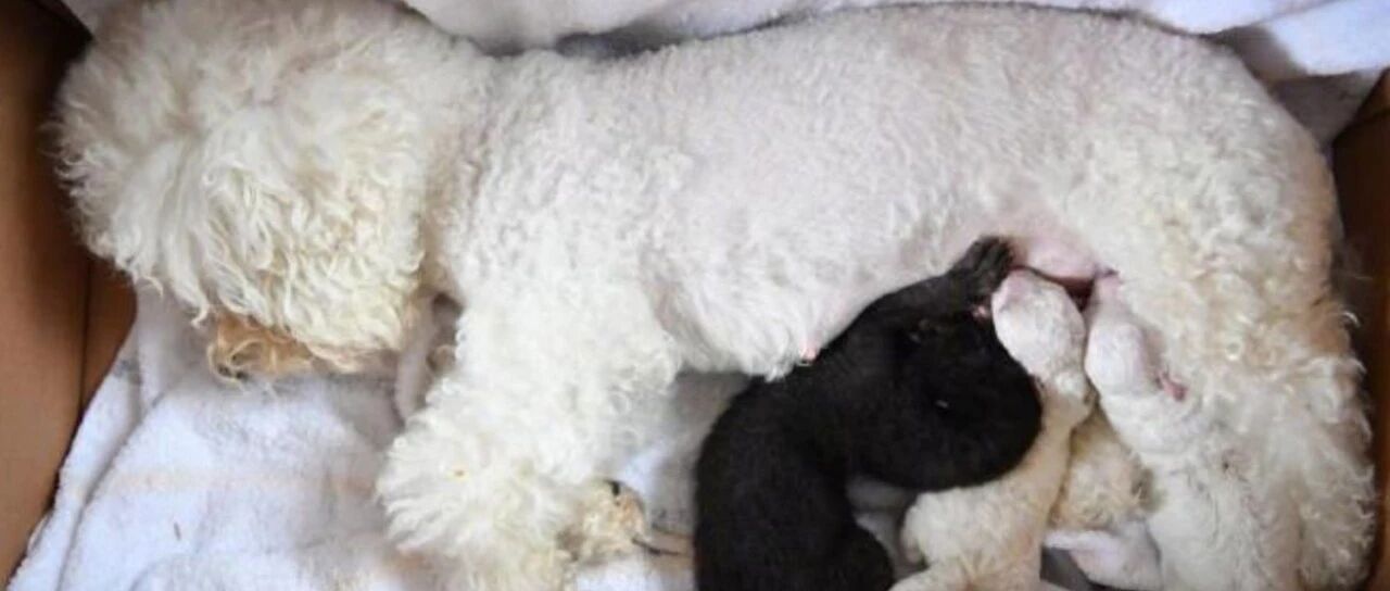 小黑豹刚出生就被亲妈抛弃，比熊妈妈带娃上岗：这个黑宝宝我来养！