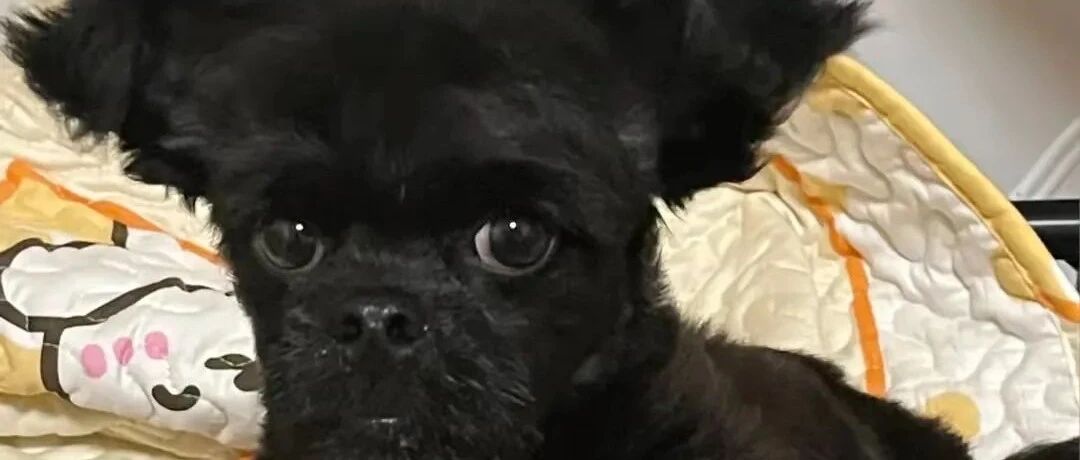 “黑色泰迪”办狗证被拒绝，网友一看笑喷：这长得也太别致了！