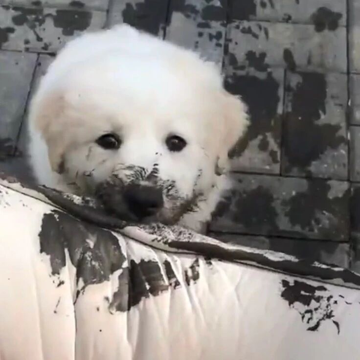 小奶狗可怜兮兮地找主人一起玩，可主人却被吓到不敢动...