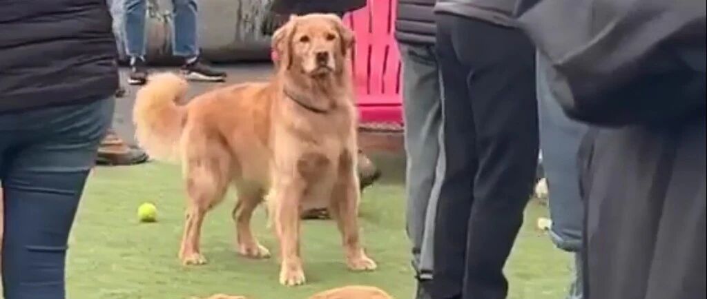 大金毛在狗狗聚会上疯狂“找妈妈”，网友笑翻：这眼睛大概是个摆设！