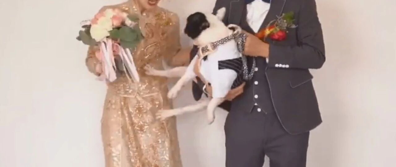 婚礼上，狗子一脚踹开新娘，然后向新郎索吻...新娘：我养了个白眼狼？
