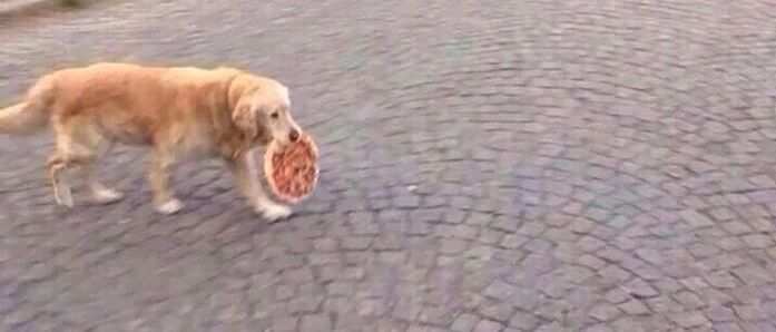 养狗久了之后，才发觉自己竟然养了个小毛贼！