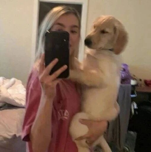 小金毛竟然长了个“屁股蛋”，网友：这也太翘了吧！