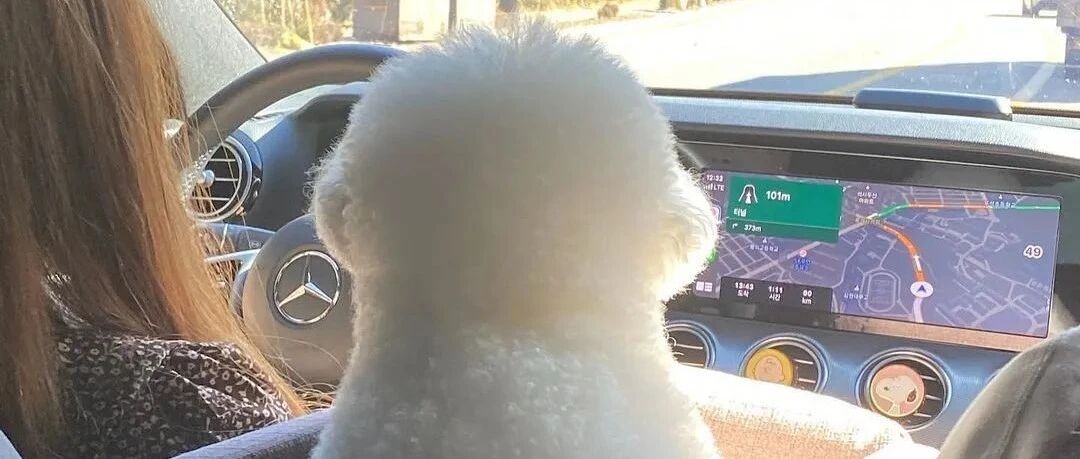 狗子凭背影萌翻全网，可露出正脸后......网友懵了：这沙雕是谁？