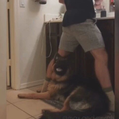 德牧到底有多黏人？只有养过的人才知道！