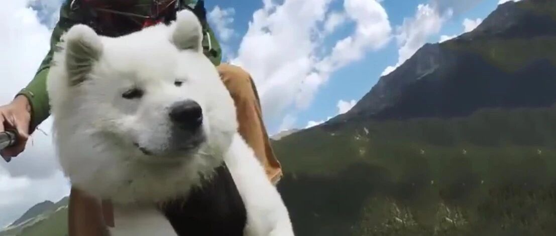 活得不如狗系列！没错，人家确实是一只见过大世面的萨摩耶！