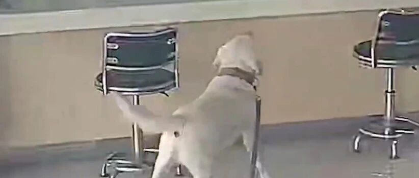 拉布拉多走失后直奔派出所...食堂！哈哈哈哈哈不愧是汪界第一吃货！