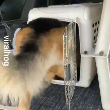 当大德牧以为自己还没长大，还是个小宝宝时..