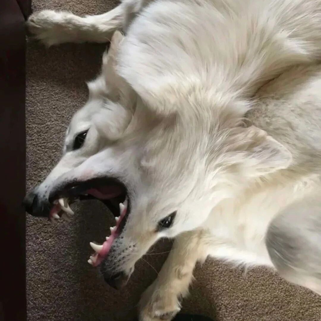 铲屎官晒狗子照片，网友集体傻眼：这是什么合成兽？