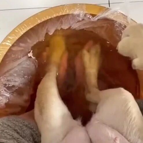 狗狗迷上了养生怎么办？