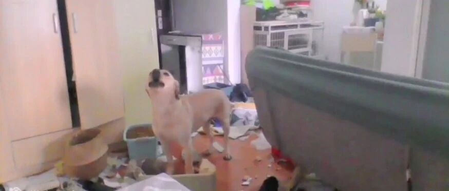 主人隔离14天，家里被狗子拆的只剩床....哈哈哈哈哈哈好笑又绝望！