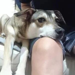 领养来的流浪狗懂事聪明还会技能，得知原因后被暖哭！