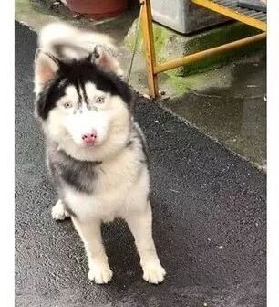 送二哈洗澡結果洗成了白狗...哈哈哈哈哈哈哈這是給洗褪色了？ 寵物 第1張