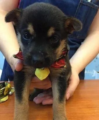 送二哈洗澡結果洗成了白狗...哈哈哈哈哈哈哈這是給洗褪色了？ 寵物 第7張