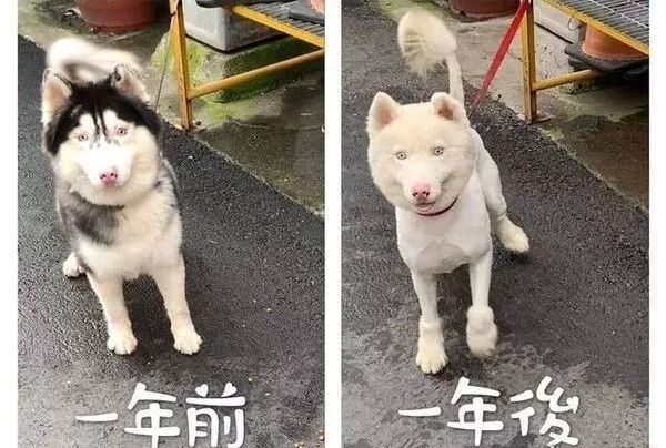 送二哈洗澡結果洗成了白狗...哈哈哈哈哈哈哈這是給洗褪色了？ 寵物 第3張