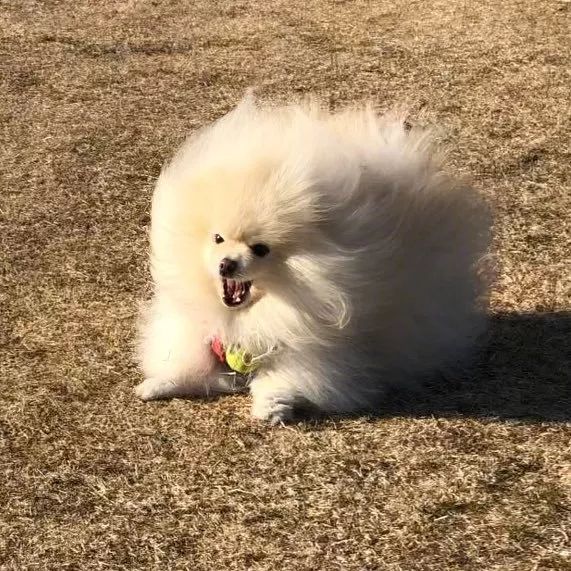 明明是一只乖萌小博美，可一遇到狂風，整個汪的氣質都變了... 寵物 第7張