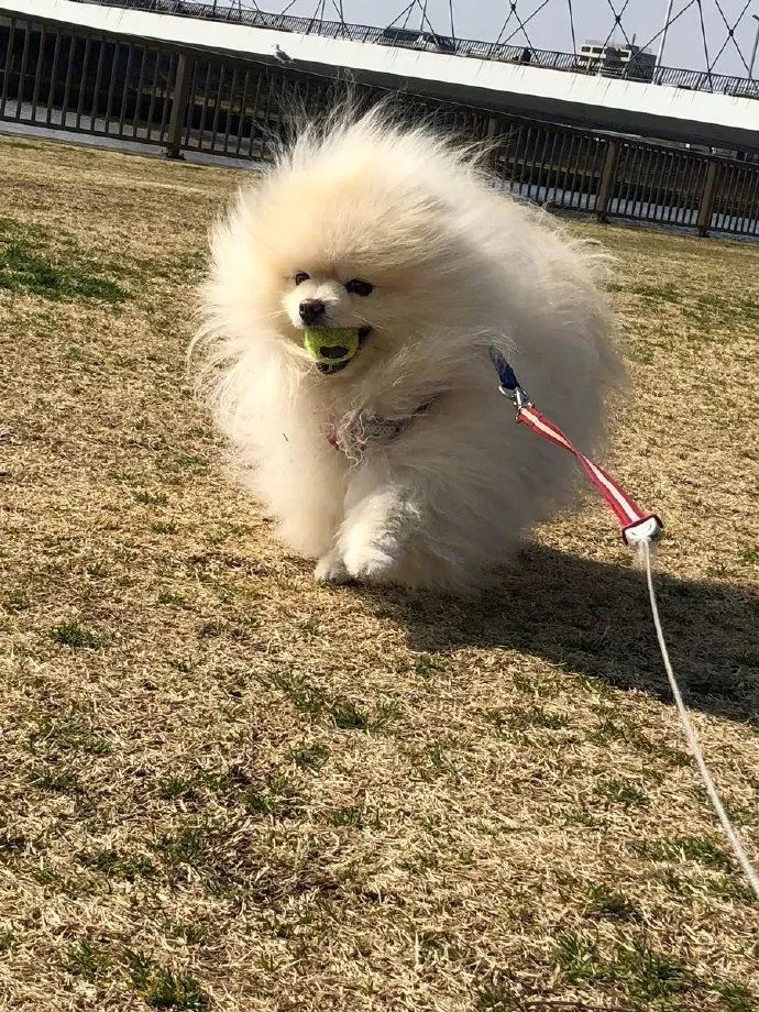 明明是一只乖萌小博美，可一遇到狂風，整個汪的氣質都變了... 未分類 第6張