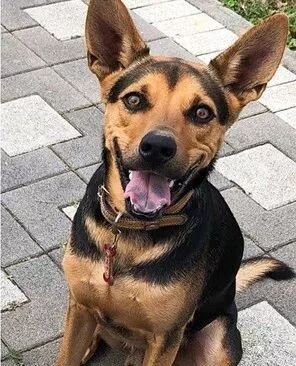 送二哈洗澡結果洗成了白狗...哈哈哈哈哈哈哈這是給洗褪色了？ 寵物 第9張