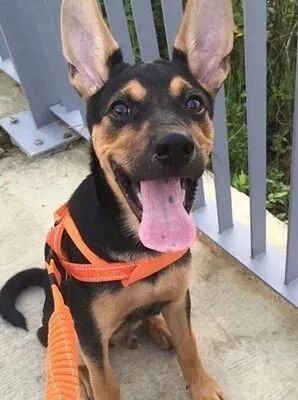 送二哈洗澡結果洗成了白狗...哈哈哈哈哈哈哈這是給洗褪色了？ 寵物 第8張