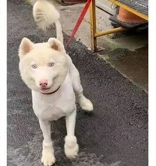 送二哈洗澡結果洗成了白狗...哈哈哈哈哈哈哈這是給洗褪色了？ 寵物 第2張