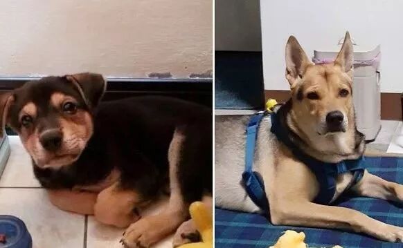 送二哈洗澡結果洗成了白狗...哈哈哈哈哈哈哈這是給洗褪色了？ 寵物 第6張