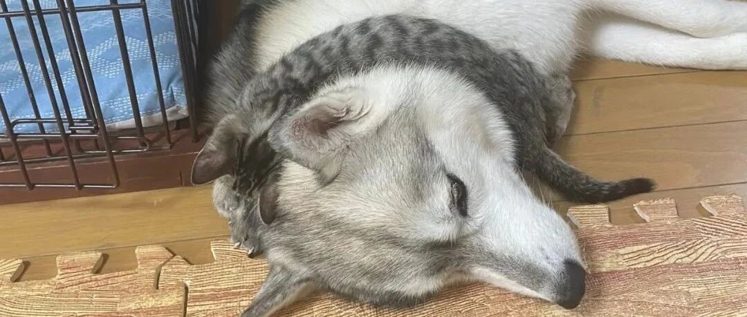 这大概是全网最招猫喜欢的二哈...这些待遇也太让人羡慕了！