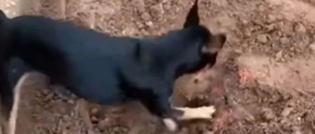 警方抓捕毒贩时遇到困境，没想到，毒贩的狗狗竟主动帮忙..