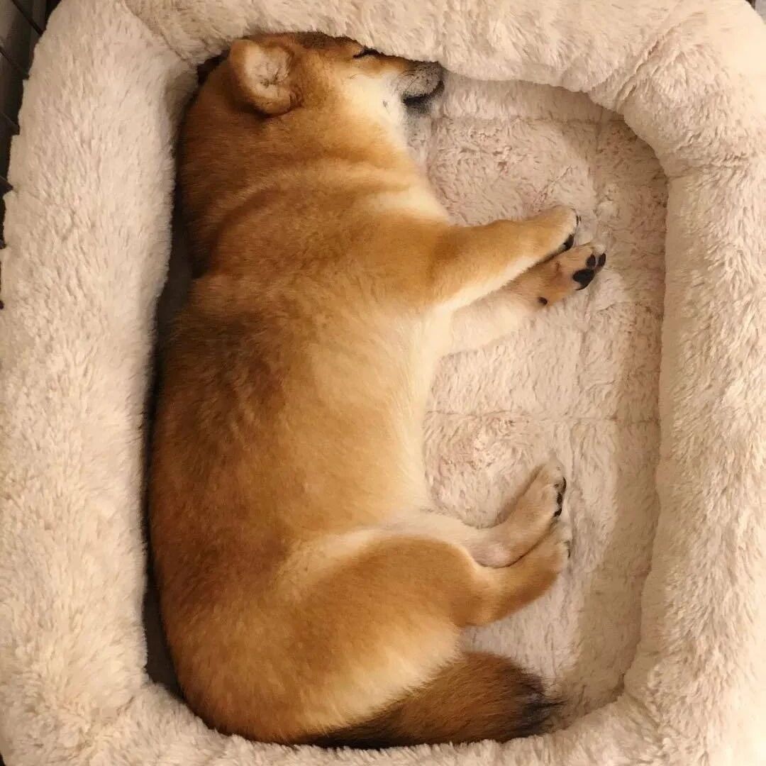 第一次见腿这么短的柴柴...请问你和柯基是什么关系？