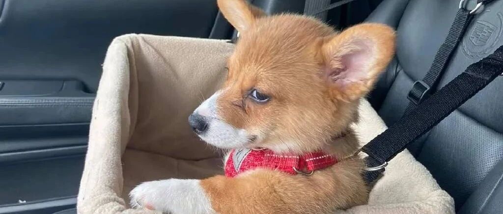 你们见过狗狗生闷气的样子吗？哈哈哈哈这也太可爱了吧！