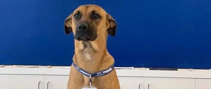 4S店收留了一只流浪狗，而它竟从保安一路逆袭成金牌销售！