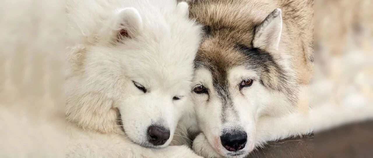 二哈和萨摩组CP甜晕网友：霸道萨遇到傲娇哈...磕到了！