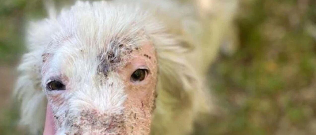 救了一只秃毛狗，几个月后，居然被它美翻了！