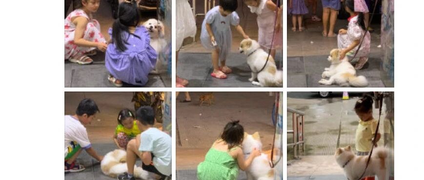 这只狗就是汪界的社交天花板了吧？网友：好担心它会秃...