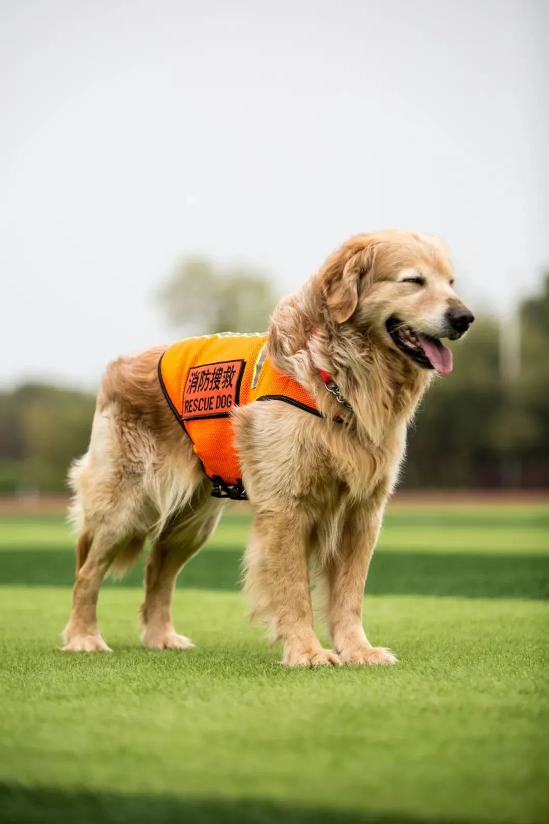 曾被全網心疼的大金毛搜救犬退役了，而為了帶它回家，這個人等待了6年... 寵物 第7張